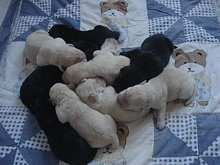 Labradorský retriever - štěňátka s PP