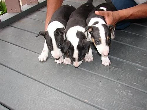 čisté Mini bulteriér štěňata na prodej