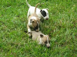 Mini bulteriér štěňata na prodej