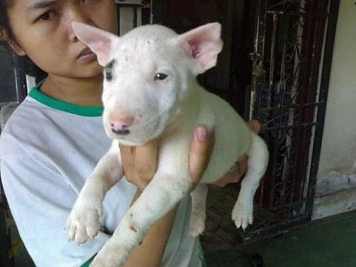 Mini bulteriér štěňata na prodej