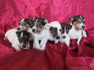 jack russell terier štěnátka