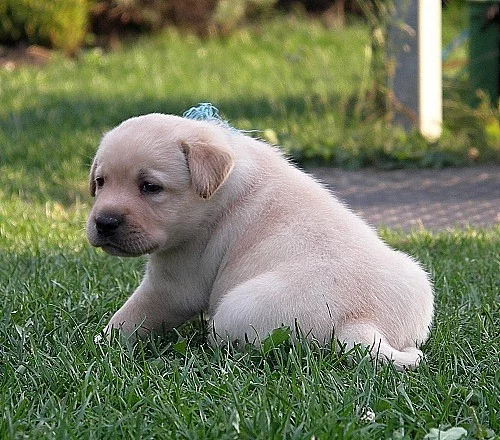 Labradorský retriever, retrívr - štěňátka, štěňata