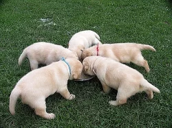 Labradorský retriever, retrívr - štěňátka, štěňata