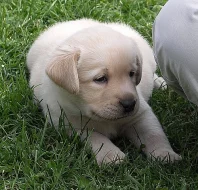 Labradorský retriever, retrívr - štěňátka, štěňata
