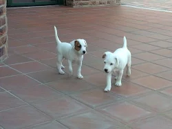 Parson (Jack) Russell Terrier s PP - šteniatko