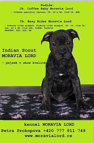 Staffordshire Bull Terrier s PP - pejsek k odběru