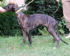 Anglický chrt-greyhound-štěňata s PP