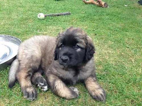 Štěňata-Leonberger s PP