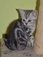 britská whiskas koťata