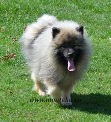 keeshond - vlčí špic