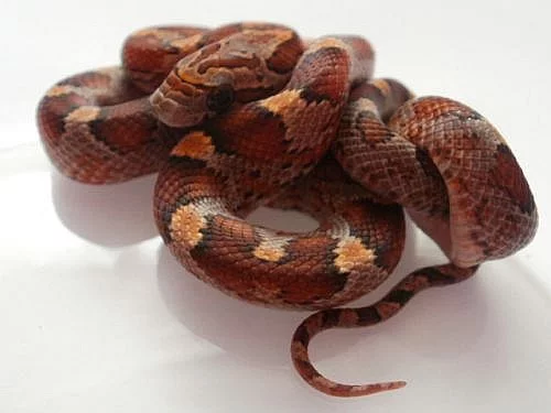 Pantherophis guttatus
