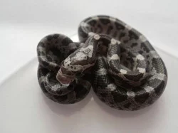 Pantherophis guttatus