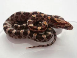 Pantherophis guttatus