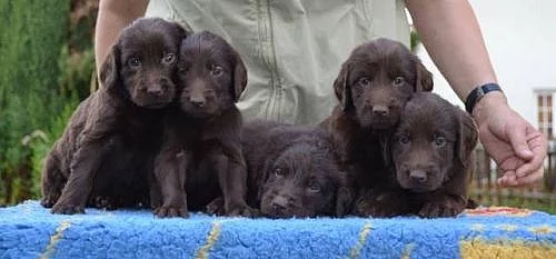 Flat coated retriever s PP - hnědá štěňátka