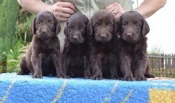 Flat coated retriever s PP - hnědá štěňátka