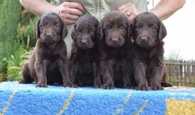 Flat coated retriever s PP - hnědá štěňátka