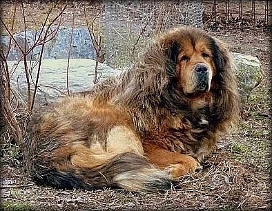 Tibetská doga zadám štěňata podzim/zima 2013/2014