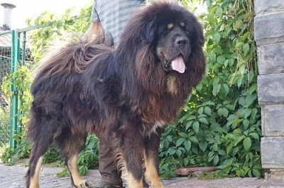 Tibetská doga zadám štěňata podzim/zima 2013/2014