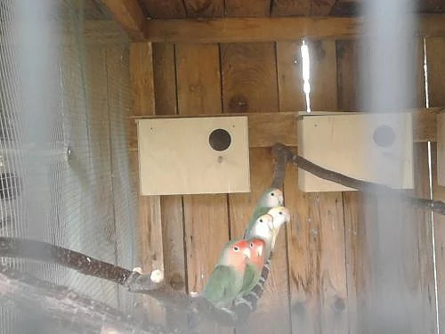 Agapornis růžohrdlý a rosely žlutolící