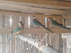 Agapornis růžohrdlý a rosely žlutolící