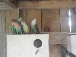 Agapornis růžohrdlý a rosely žlutolící