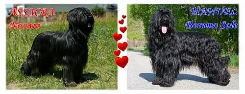 Štěně briard - právě k odběru