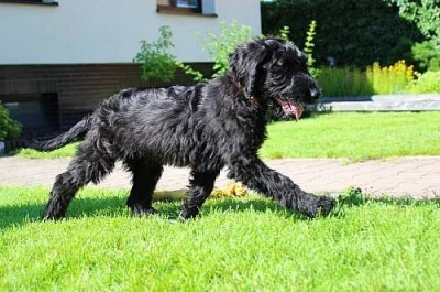 Štěně briard - právě k odběru