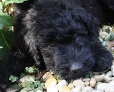 Štěně briard - právě k odběru
