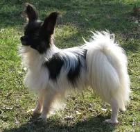 papillon krytí