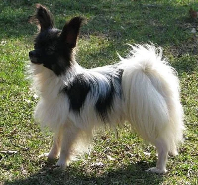papillon krytí