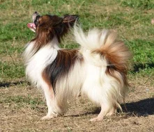 papillon krytí