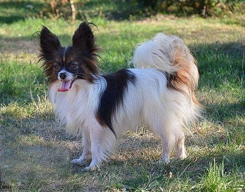 papillon krytí
