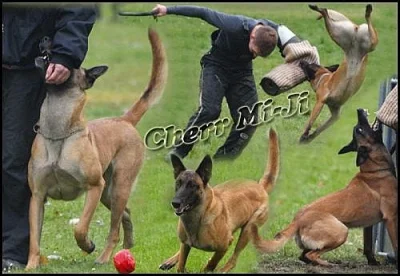 Belgický ovčák - Malinois