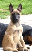 Belgický ovčák - Malinois