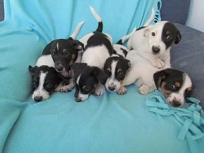 jack russell terier štěnátka