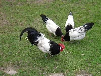 násadová vejce