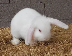 Zakrslý beránek, k odběru od 17.9