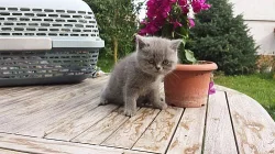 Prodám modrá perská koťátka bez PP