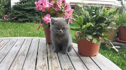 Prodám modrá perská koťátka bez PP