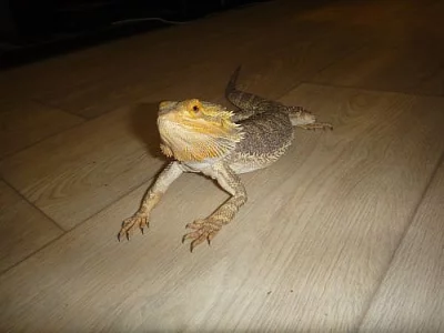 Agama vousatá
