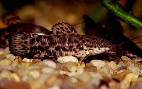 Prodám pancéřníčky kropenaté