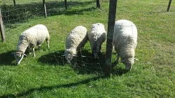 Prodám stádo ovcí