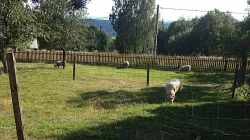 Prodám stádo ovcí