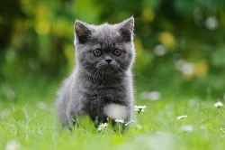 Modrá britská kočička