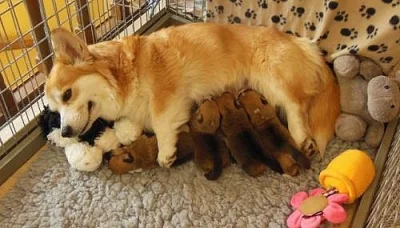 Welsh corgi Pembrok