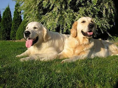 Zlatý retrívr-zlatá štěňátka rezervace na listopad