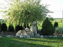 Zlatý retrívr-zlatá štěňátka rezervace na listopad