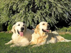 Zlatý retrívr-zlatá štěňátka rezervace na listopad