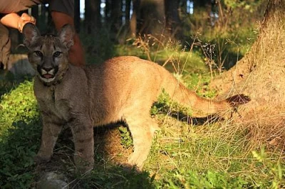 Puma americká