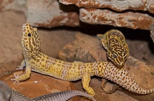 gekončík noční (Eublepharis  macularius)